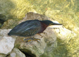 Green Heron - Butorides virescens