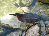 Green Heron - Butorides virescens (placing fish pellet in water to attract small fish)