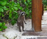 Raccoon - Procyon lotor