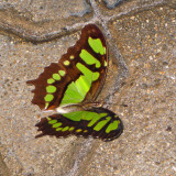 Malachite - Siproeta stelenes