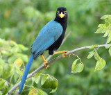 Yucatan Jay - Cyanocorax yucatanicus