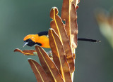 Hooded Oriole - Icterus cucullatus
