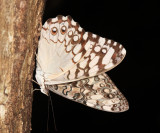 Gray Cracker - Hamadryas februa