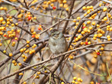 Swamp Sparrow - Melospiza georgiana