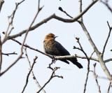 Rusty Blackbird - Euphagus carolinus