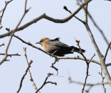 Rusty Blackbird - Euphagus carolinus