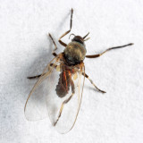 Simulium sp.