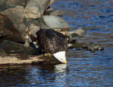 Bald Eagle - Haliaeetus leucocephalus