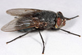 Blue Bottle Fly - Calliphora vomitoria