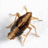 Megamelus lunatus