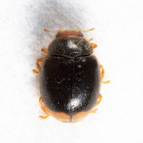 Diomus terminatus