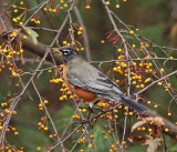 American Robin - Turdus migratorius