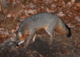 Gray Fox - Urocyon cinereoargenteus