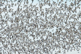 Snow Geese - Chen caerulescens 