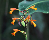 Canna Lilies - Canna sp.