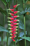 Lobster Claw Heliconia - Heliconia rostrata