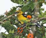 Southern Yellow Grosbeak - Pheucticus chrysogaster