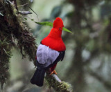 Andean Cock-of-the-rock - Rupicola peruvianus