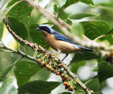 Fawn-breasted Tanager - Pipraeidea melanonota