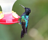 Velvet-purple Coronet - Boissonneaua jardini