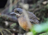 Moustached Antpitta - Grallaria alleni