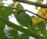 Orange-breasted Fruiteater - Pipreola jucunda