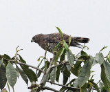 Broad-winged Hawk - Buteo platypterus