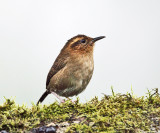 Mountain Wren - Troglodytes solstitialis