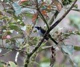 Black-winged Saltator - Saltator atripennis