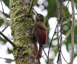 Spotted Woodcreeper - Xyphorhynchus erythropygius