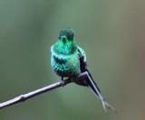 Green Thorntail - Discosura conversii