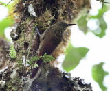 Spotted Woodcreeper - Xiphorhynchus erythropygius