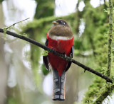 Masked Trogon - Trogon personatus