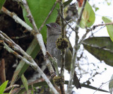 Dusky Bush-Tanager - Chlorospingus semifuscus