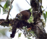 Scaly-throated Foliage-gleaner - Anabacerthia variegaticeps