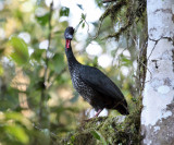 Crested Guan - Penelope purpurascens