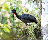 Crested Guan - Penelope purpurascens