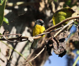 Slate-throated Whitestart - Myioborus miniatus