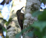 Strong-billed Woodcreeper - Xiphocolaptes promeropirhynchus