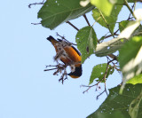 Orange-crowned Euphonia - Euphonia saturata