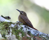 Plain-brown Woodcreeper - Dendrocincla fuliginosa