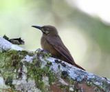 Plain-brown Woodcreeper - Dendrocincla fuliginosa