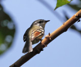 Rufous-winged Tyrannulet - Mecocerculus calopterus