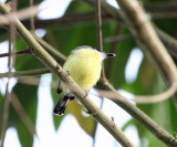 Common Tody-Flycatcher - Todirostrum cinereum