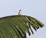 Snowy-throated kingbird - Tyrannus niveigularis