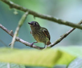 Olive-striped Flycatcher - Mionectes olivaceus