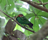 Rose-faced Parrot - Pyrilia pulchra