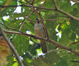 Buff-throated Saltator - Saltator maximus