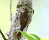 Wedge-billed Woodcreeper - Glyphorynchus spirurus