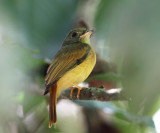 Ruddy-tailed Flycatcher - Terenotriccus erythrurus